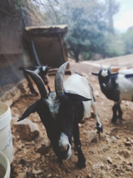 Casa Rural En El Campo Con Animales, Piscina Y Barbacoa Almodóvar del Río Zewnętrze zdjęcie