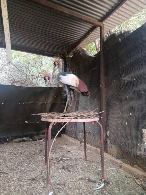 Casa Rural En El Campo Con Animales, Piscina Y Barbacoa Almodóvar del Río Zewnętrze zdjęcie