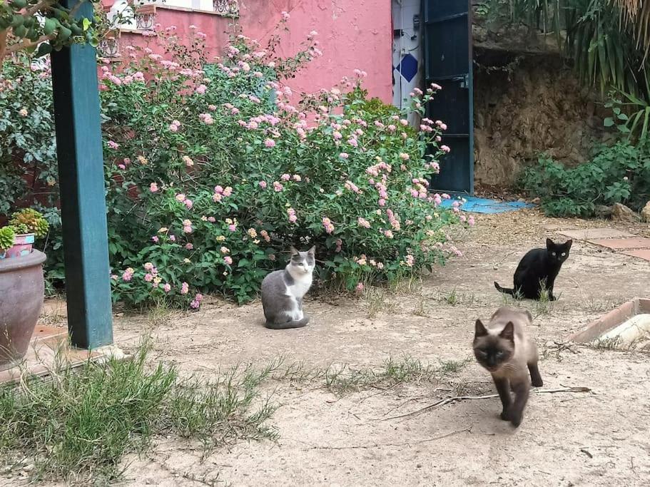 Casa Rural En El Campo Con Animales, Piscina Y Barbacoa Almodóvar del Río Zewnętrze zdjęcie