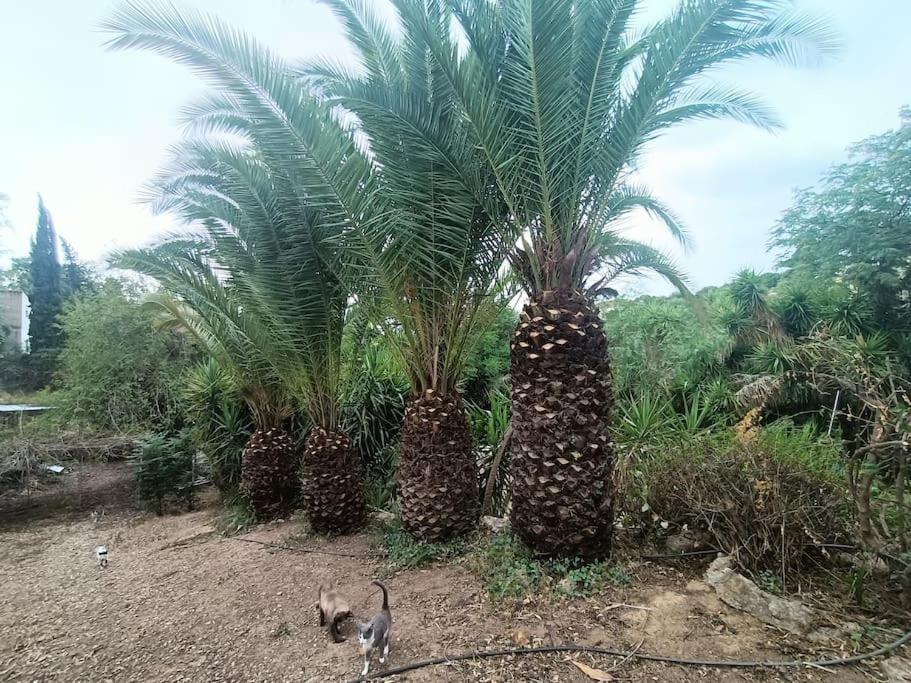 Casa Rural En El Campo Con Animales, Piscina Y Barbacoa Almodóvar del Río Zewnętrze zdjęcie