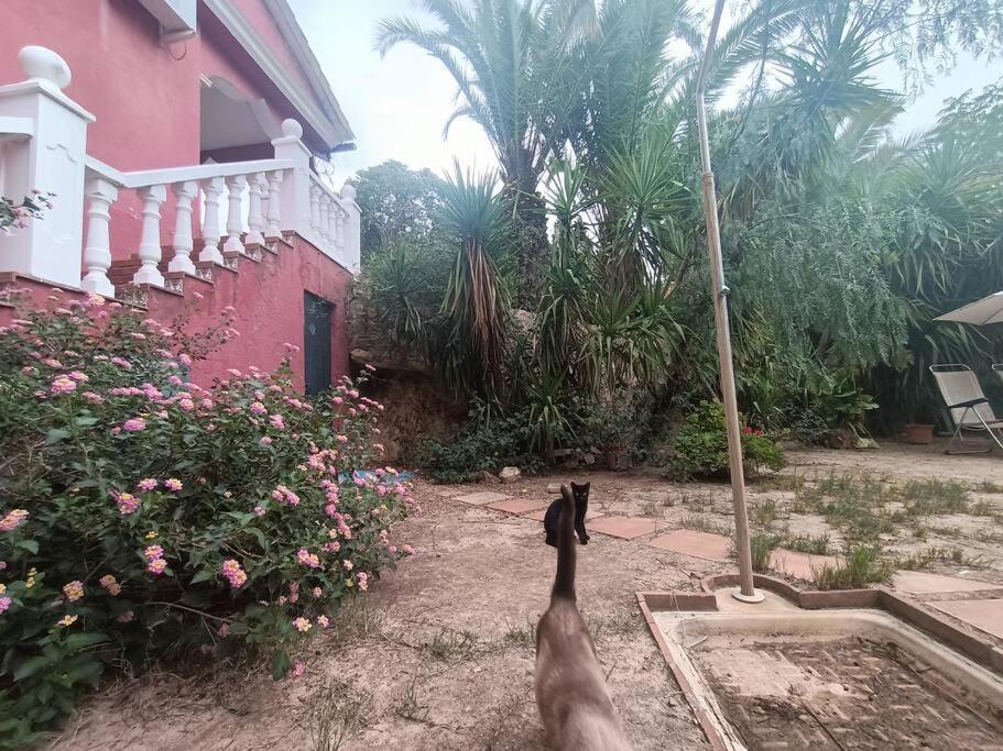 Casa Rural En El Campo Con Animales, Piscina Y Barbacoa Almodóvar del Río Zewnętrze zdjęcie