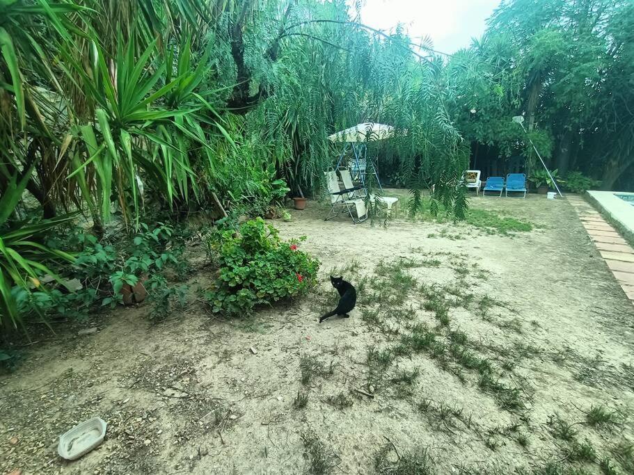 Casa Rural En El Campo Con Animales, Piscina Y Barbacoa Almodóvar del Río Zewnętrze zdjęcie