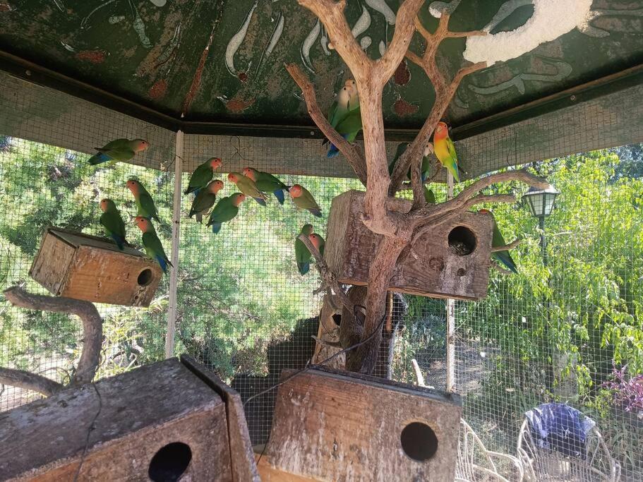 Casa Rural En El Campo Con Animales, Piscina Y Barbacoa Almodóvar del Río Zewnętrze zdjęcie