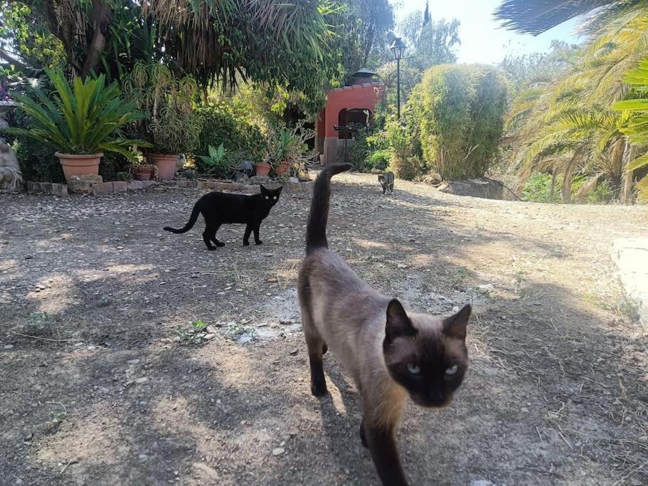 Casa Rural En El Campo Con Animales, Piscina Y Barbacoa Almodóvar del Río Zewnętrze zdjęcie